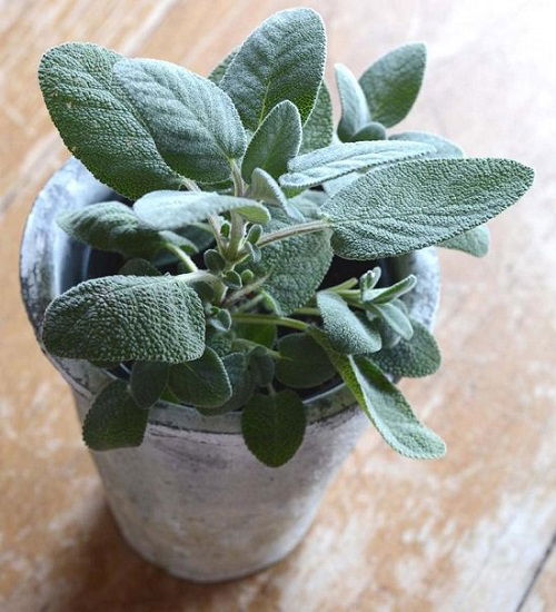 Sage Care in Pots