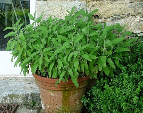 Requirements for Growing Sage in Pots