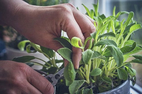 Propagating Sage