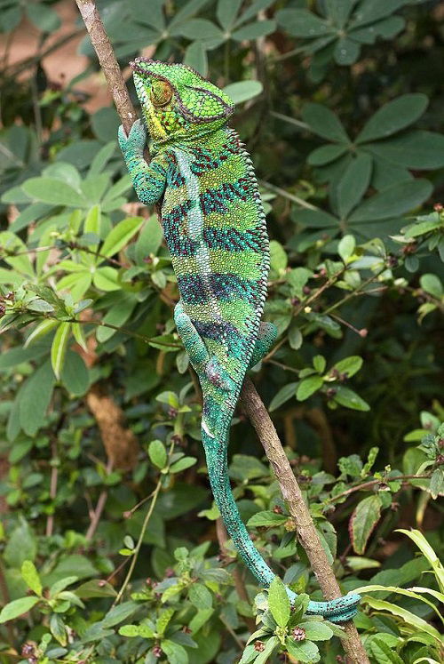  Chameleons safe plants 2