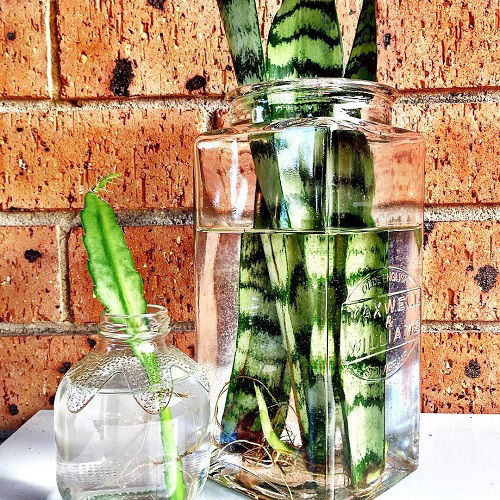 Amazing Snake Plant in glass jar 