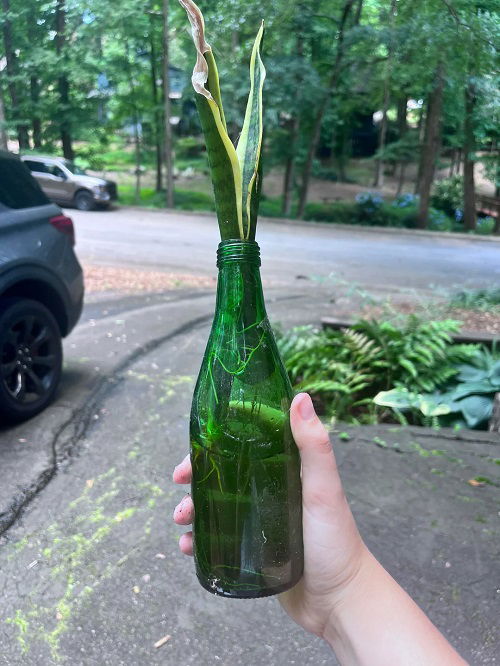 Snake Plant in Wine bottle outdoor