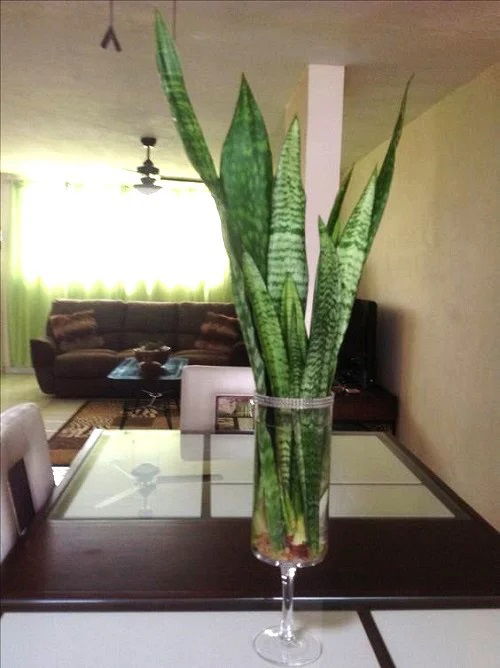 Snake Plant in glass