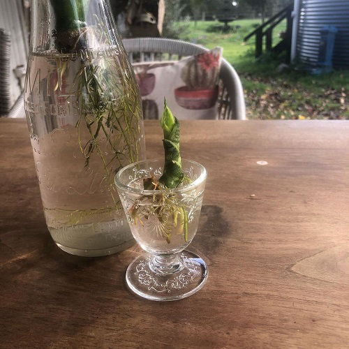 Snake Plant in Wine Glasses outdoor 6