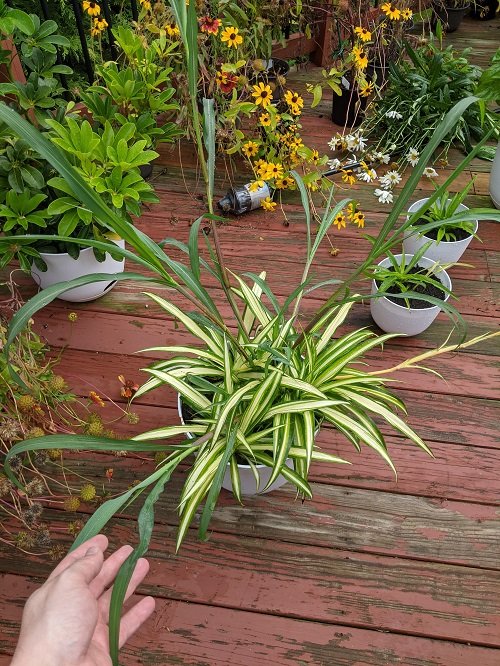 spider plant best summer houseplant 