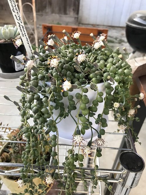 Get Your String of Pearls to Flower