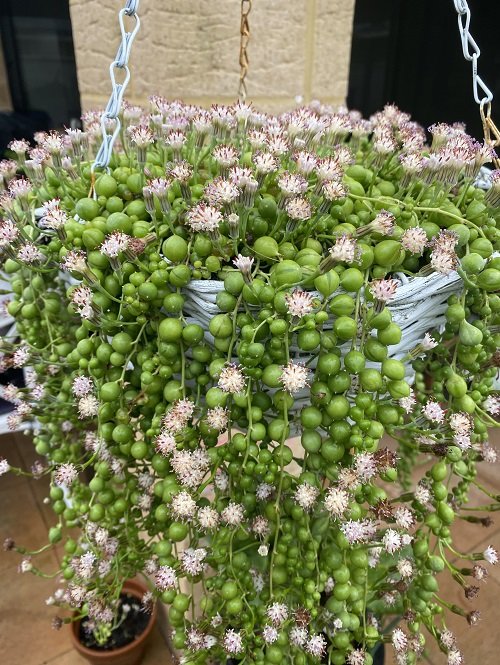 Get Your String of Pearls to Flower in hanging basket
