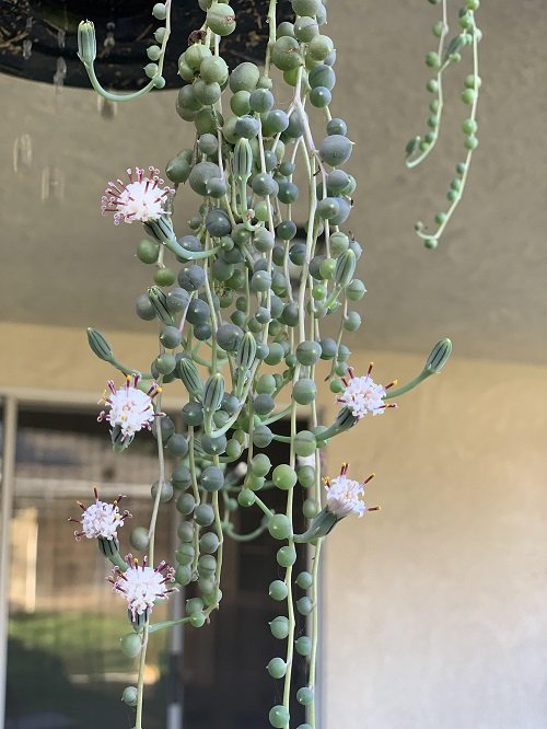 Get Your String of Pearls to Flower in home 
