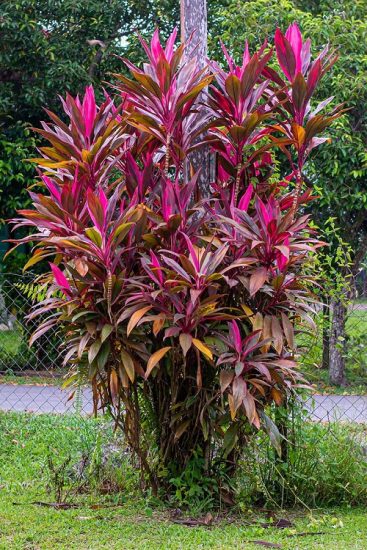 9 Plants With Red Foliage and Flowers