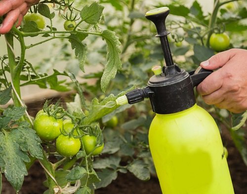 Calcium Spray for Tomatoes and Vegetable Plants