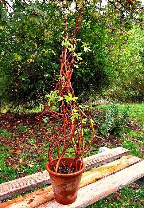 Trellis for Potted Plants in garden 