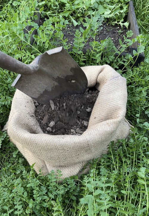 fill the sacks for growing sweet potatoes 