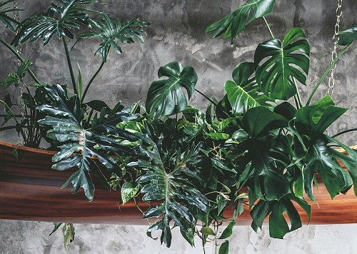 Indoor Plant Chandelier Ideas