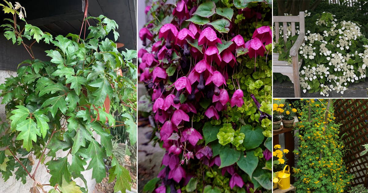 15 Best Low Light Outdoor Vines 