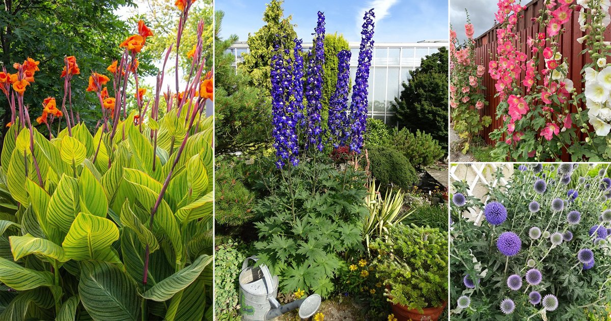 20 Best Tall Perennial Flowers | Balcony Garden Web