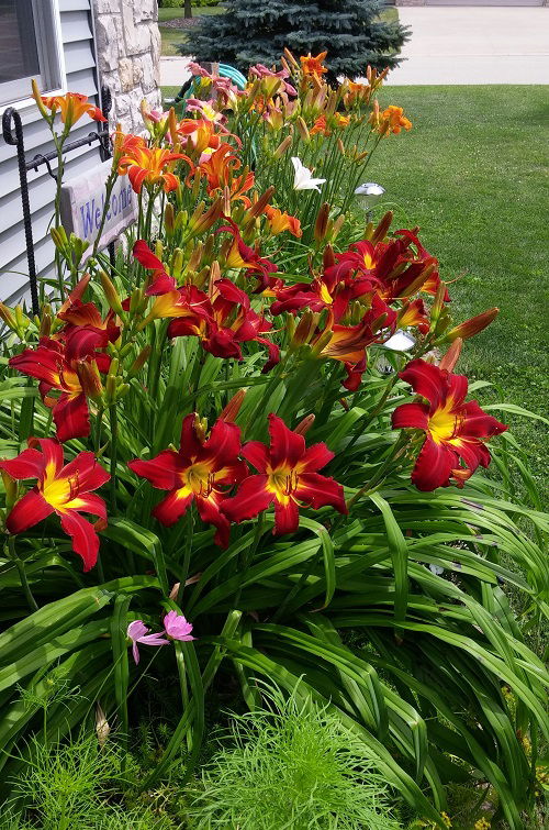 daylily arrangement ideas 3