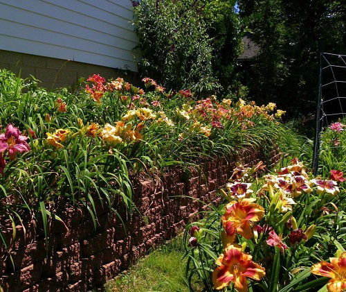 arranging daylily flowers in garden 4