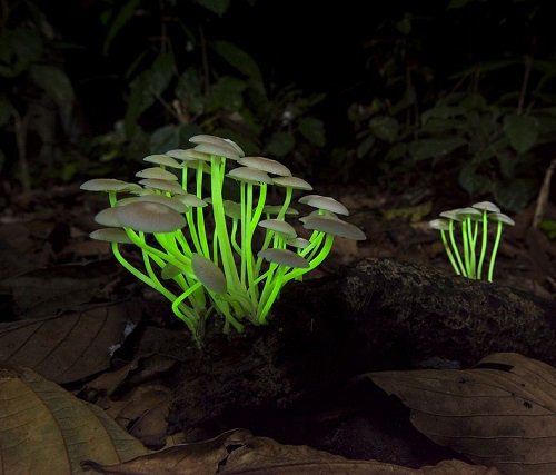 Mushrooms that Glow in the Dark 34
