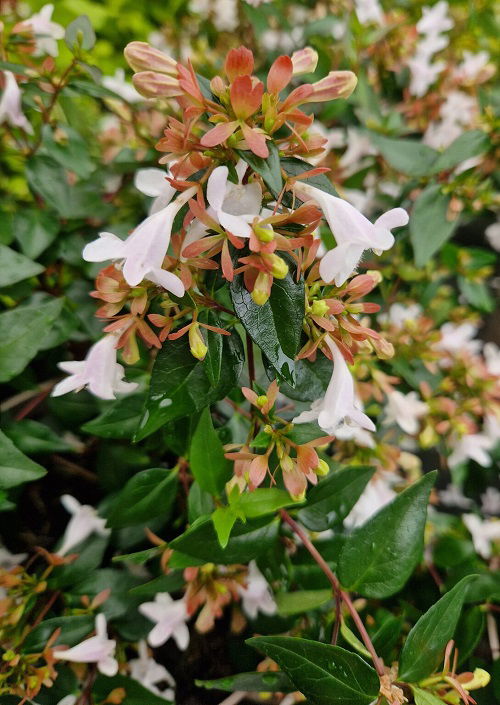 Abelia Softwood Cuttings 34