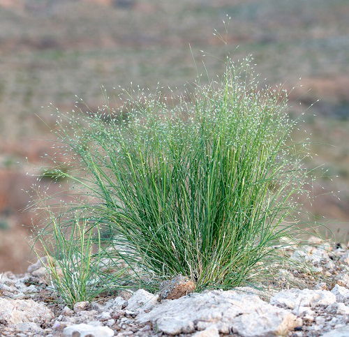 Grasses that Attract Butterflies 09