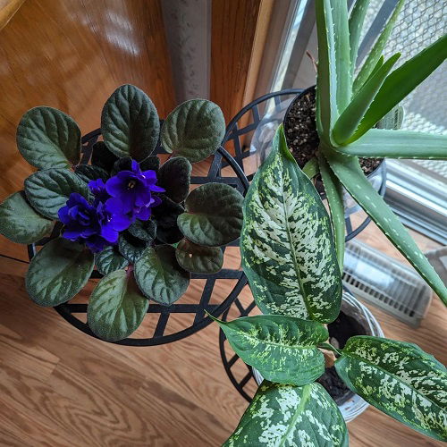 Tricks to Force African Violet to Bloom 2