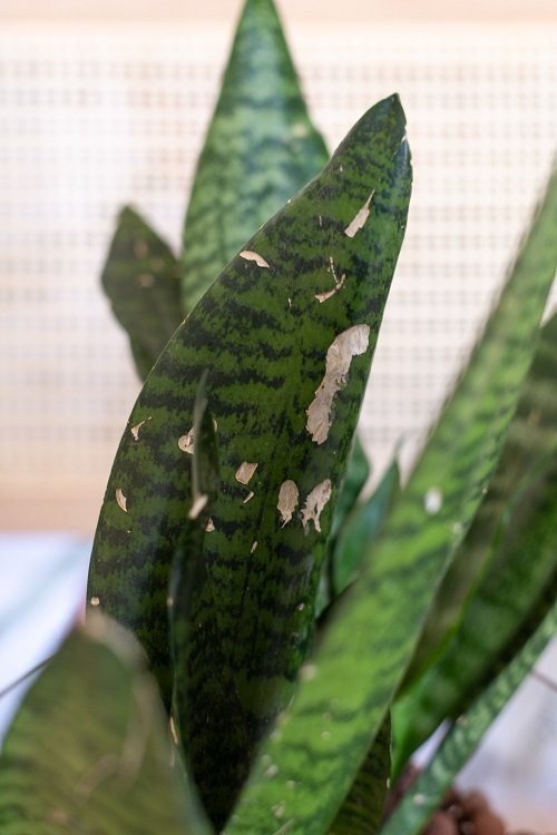 Snake Plant Bugs in indoor pot