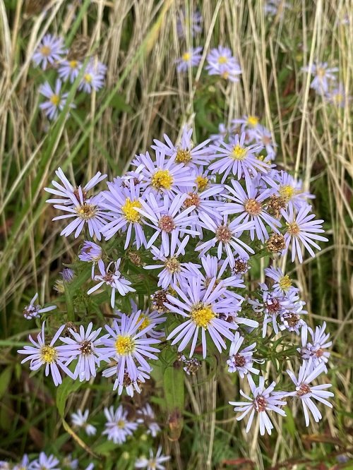 Willowleaf aster that Attract Fireflies 89