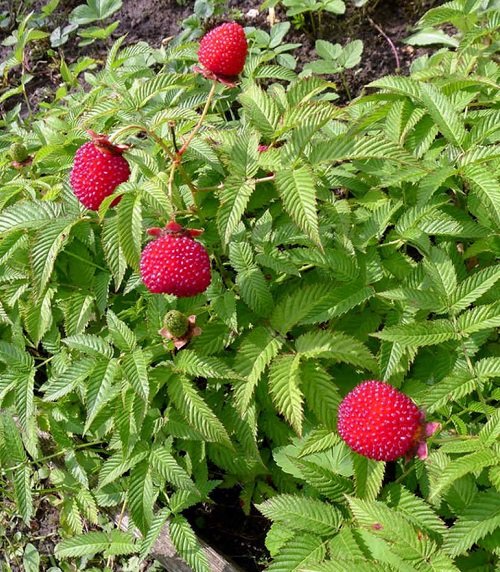 Berries Having a Strawberry Appearance