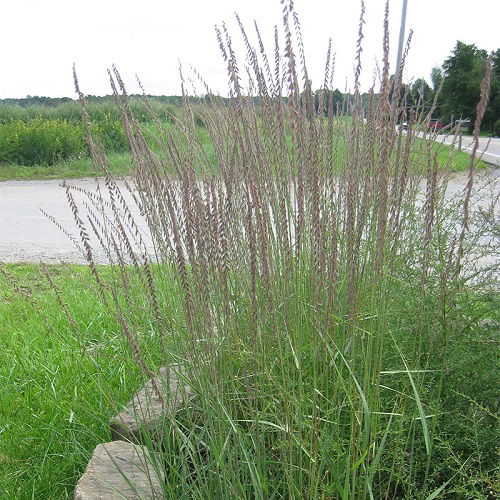 Bouteloua curtipendulathat attract butterflies