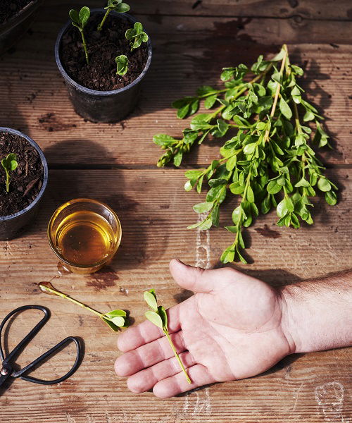 Boxwood Plants Grow From Softwood Cuttings 5