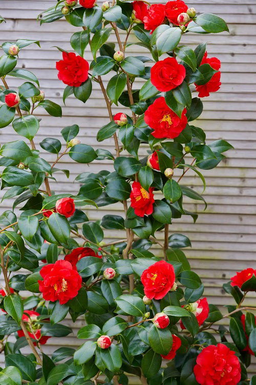 Camelia Grow From Softwood Cuttings 12