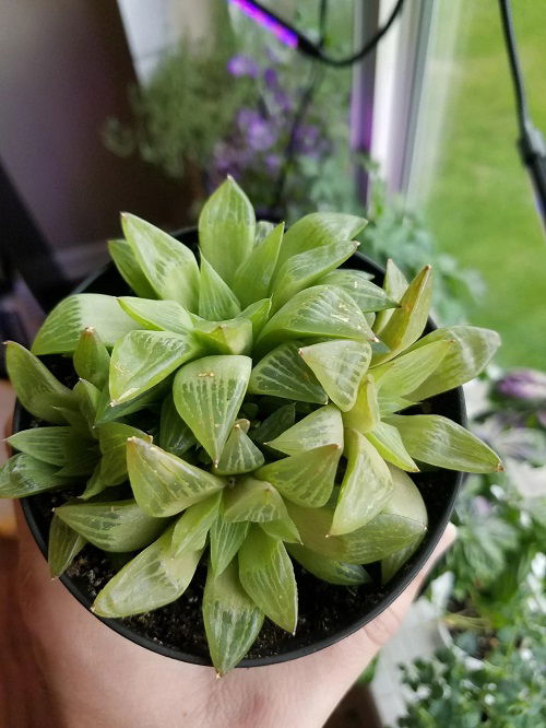 Crystal Clear Succulents in pot