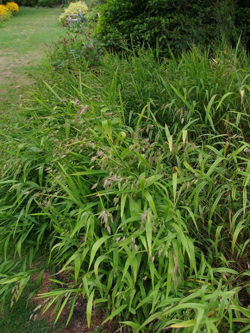 Chasmanthium latifolium that attract butterflies