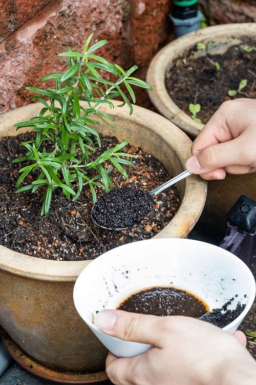 Coffee Grounds hacks for thriving rosemary 