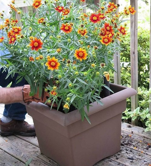 Coreopsis Plant cuttings for More Bloom