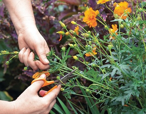 Cosmos Plant cuttings Flowers for More Bloom