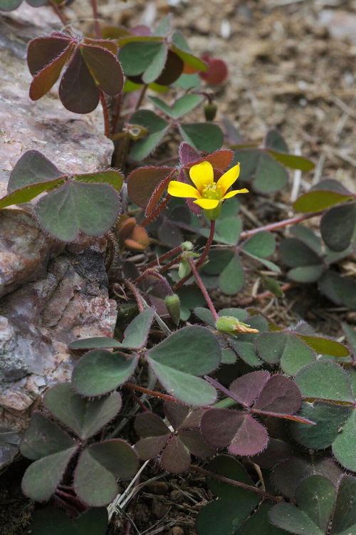 Flowerinv weeds In Garden 