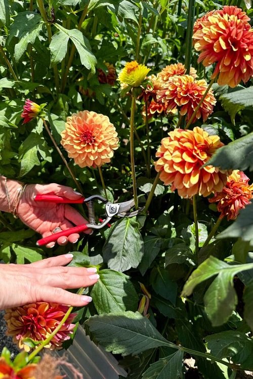 Dahlias Plant cuttings for More Bloom 87