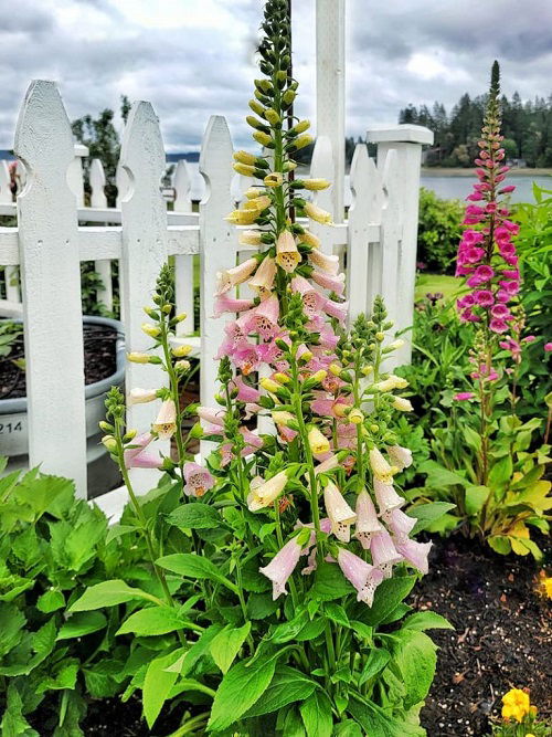 Tall Perennials