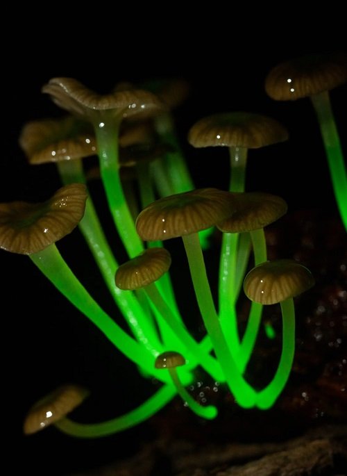 Dark-Glowing Mushrooms 32