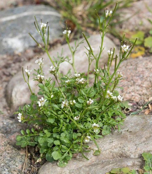 Weeds that Shoot Seeds when Touched 1