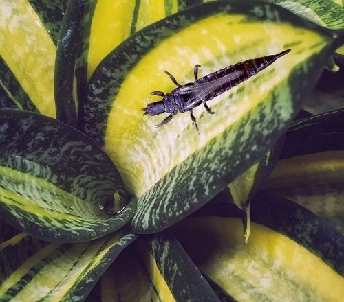 top snake plant bugs you should be aware 