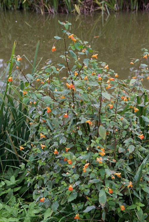 Weeds that Shoot Seeds when Touched 2