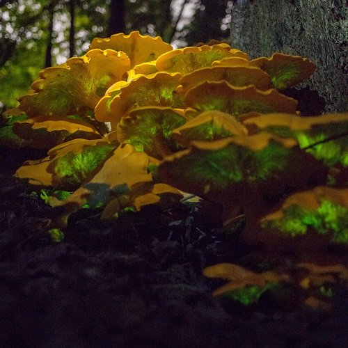 Mushrooms that Glow in the Dark