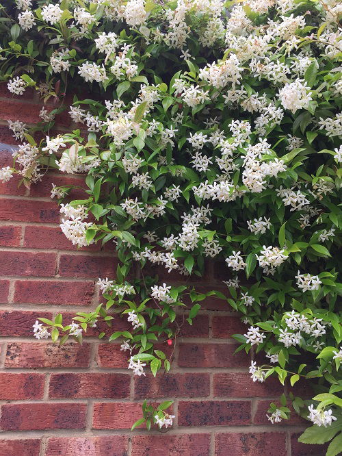 Common jasmine plant Grow From Softwood Cuttings 32