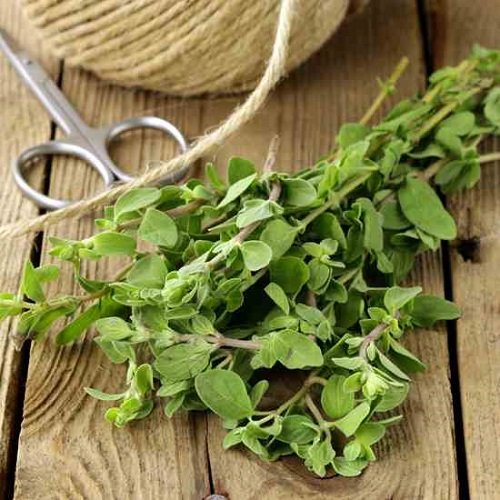 Herbs Grow from Fresh Softwood Cuttings 67