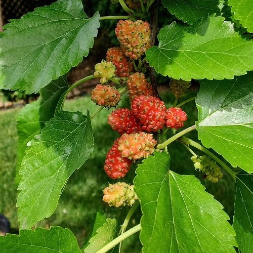 Edible Berries that Look Like Strawberries