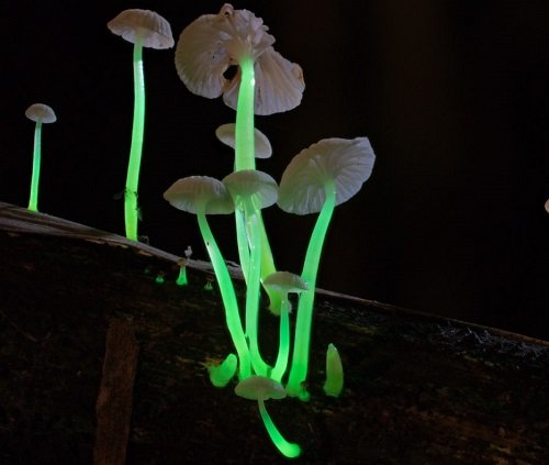 Luminous Mushrooms in the Dark 12