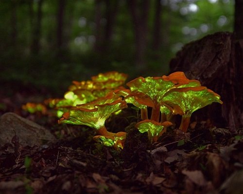 Luminous Mushrooms in the Dark