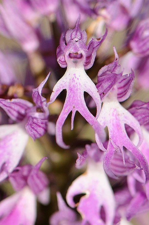 Scary Flowers That Are Cringeworthy
